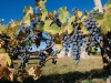 Vineyards in El Dorado County, California.